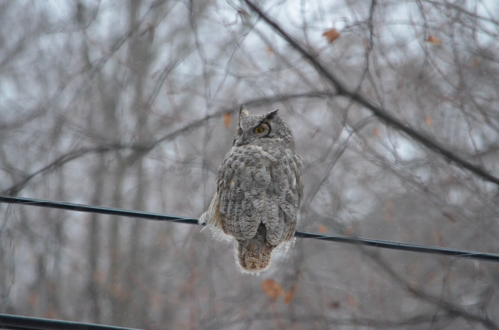 Great horned owl in our back yard.