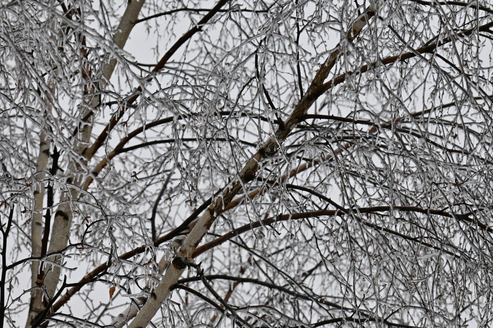 ice coated birch